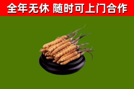 丽江市回收散虫草