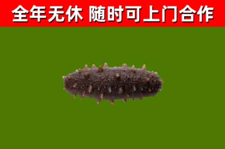 丽江市回收海参干